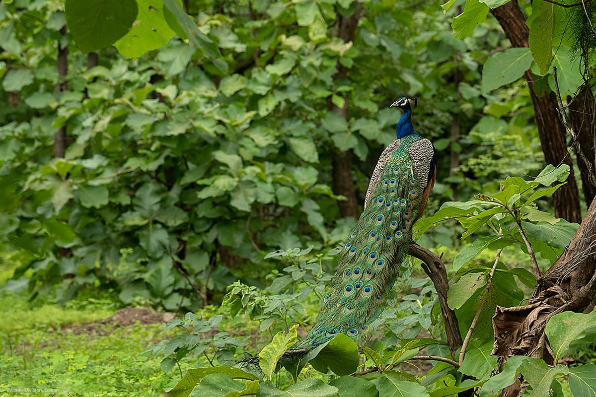 Devalia Park Bus Safari Gallery Image 2