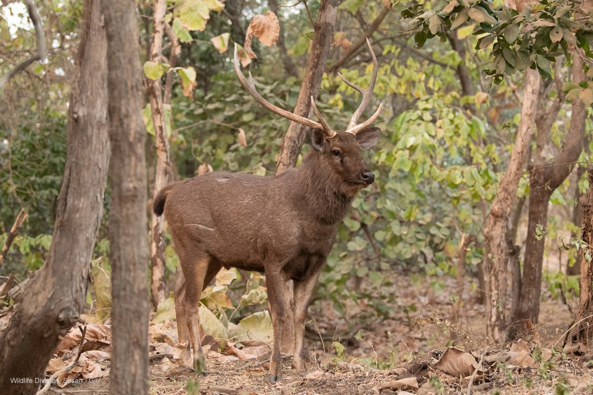 Devalia Park Bus Safari Gallery Image 4