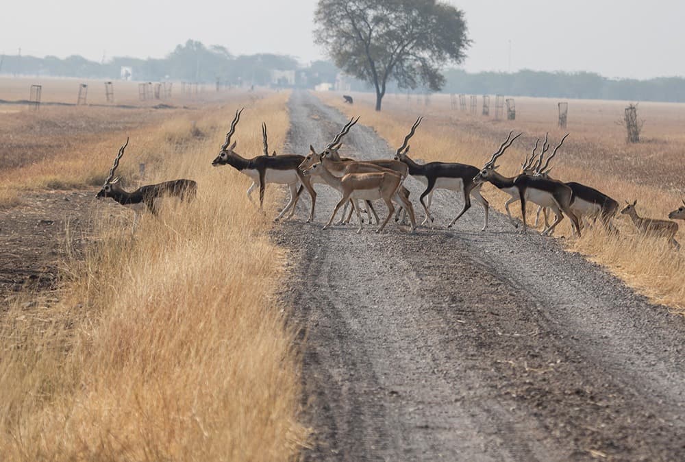 Velavadar National Park (Blackbuck Sanctuary) – Photo 2
