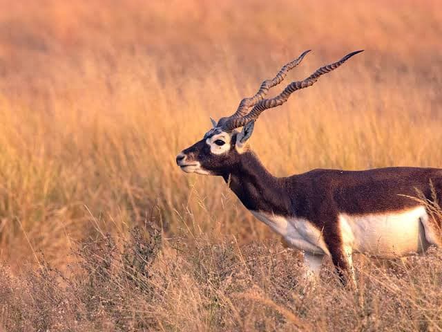 Velavadar National Park (Blackbuck Sanctuary) – Photo 3