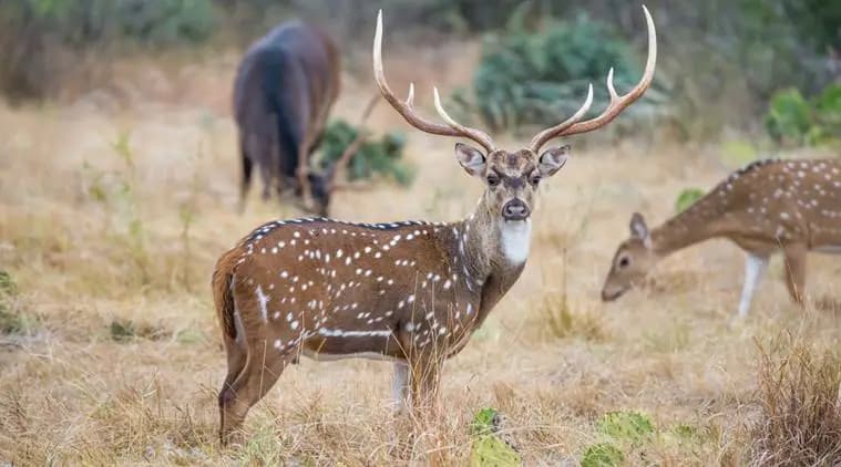 7. Wildlife of Gir National Park