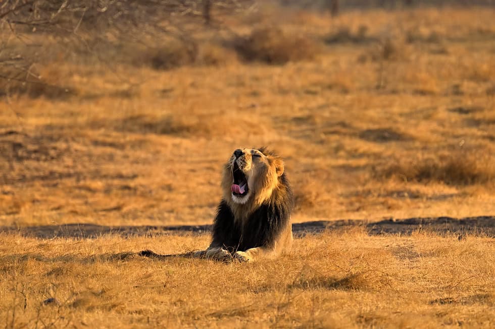 3. Safari Shifts & Timings 2026-27