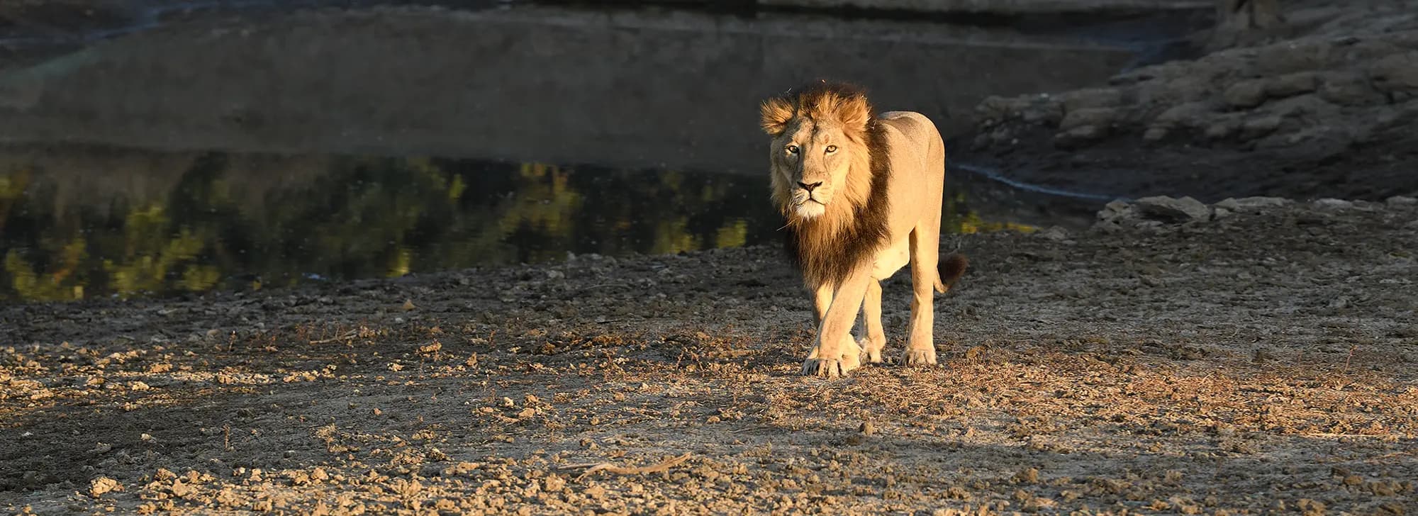 Gir Jungle Safari - Sasan Gir attraction