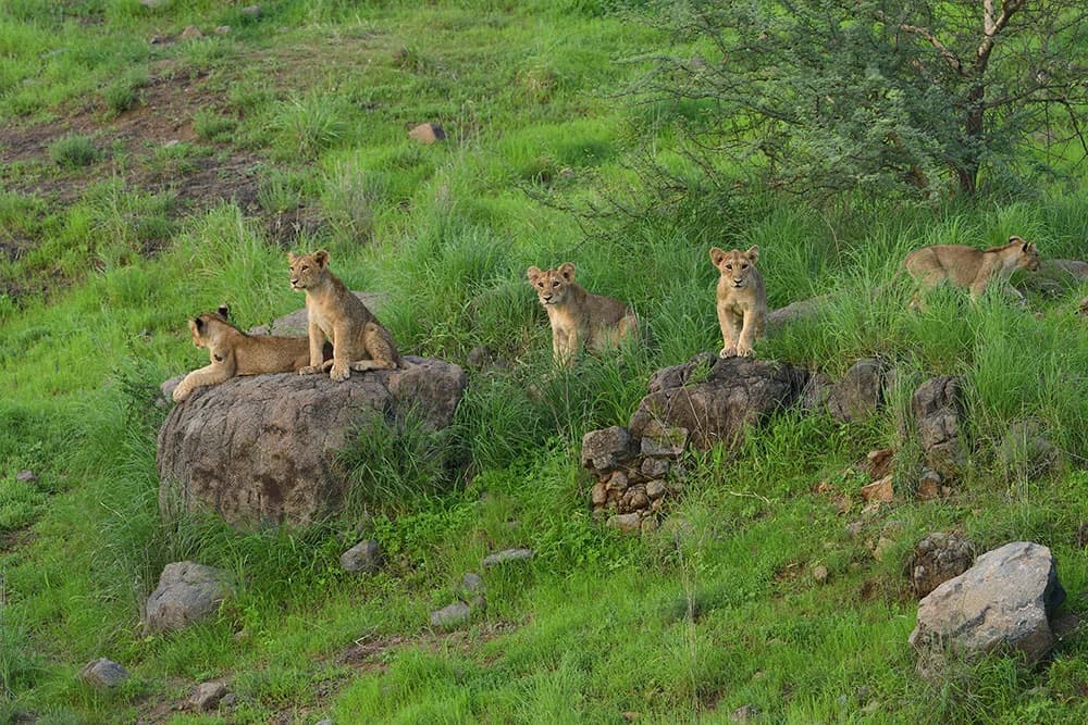 Girnar Nature Safari - Sasan Gir attraction
