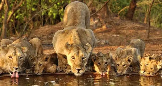 Devalia Park Gypsy Safari - Sasan Gir attraction