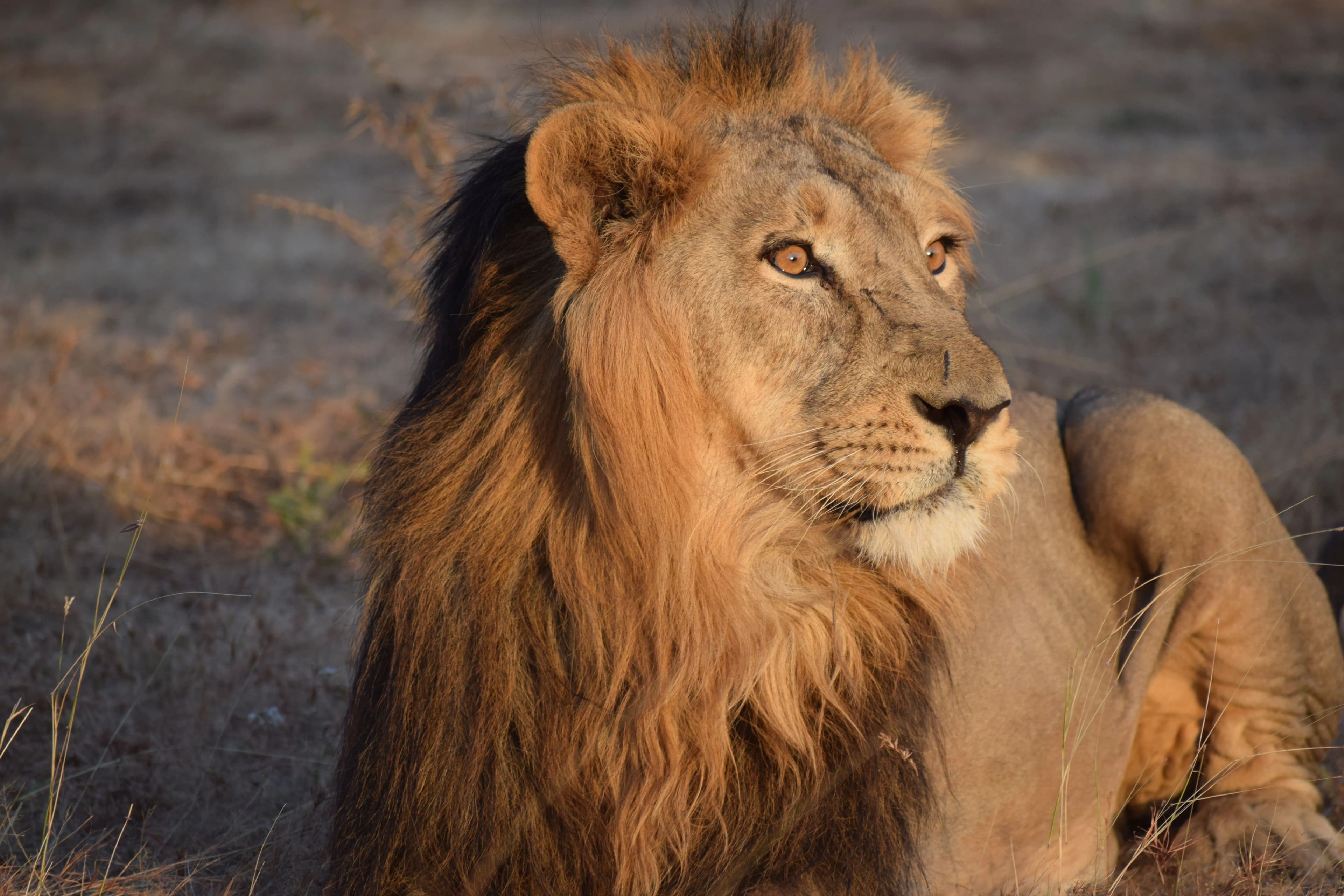 Devalia Park Bus Safari - Sasan Gir attraction