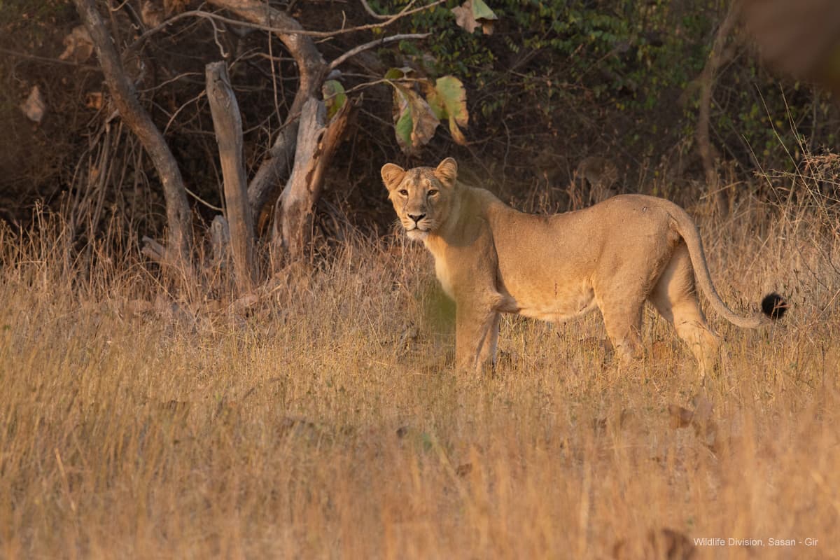 Gir Jungle Safari Gallery Image 2