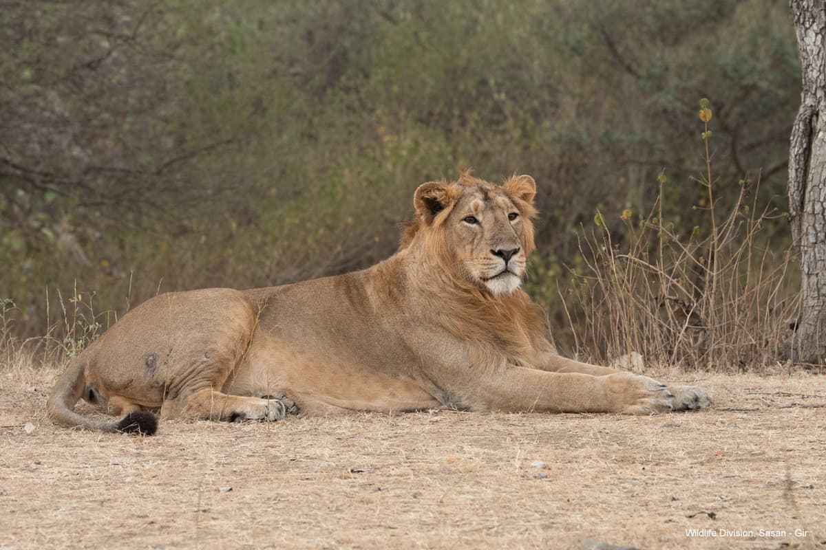 Gir Jungle Safari Gallery Image 3