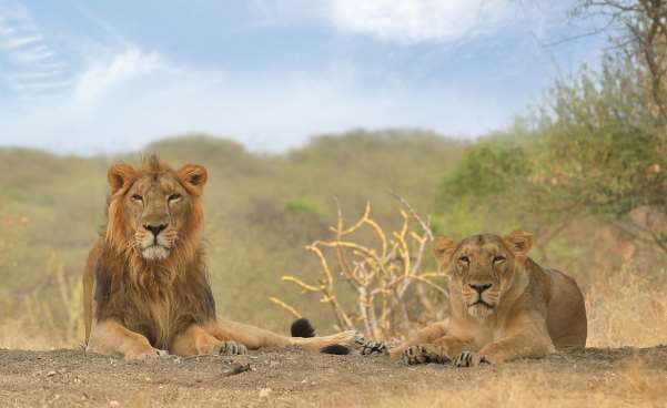 Ambardi Safari Park Gallery Image 3