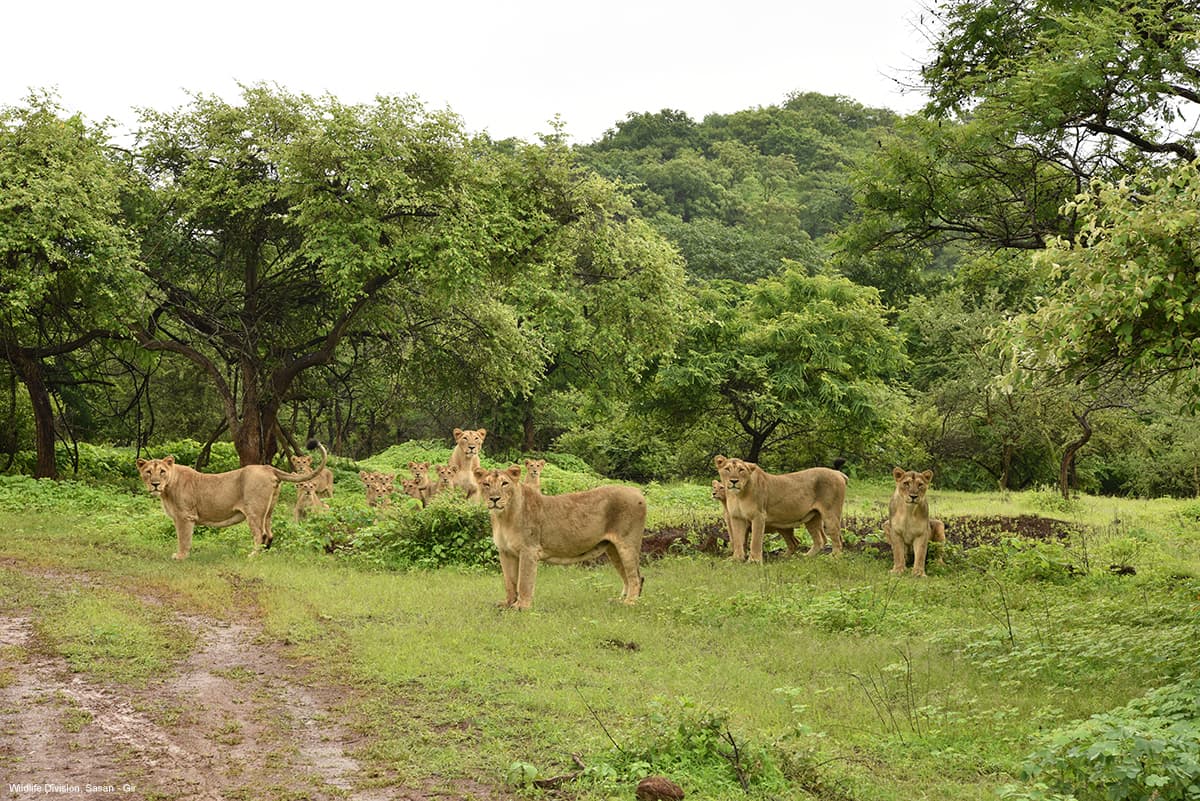 Ambardi Safari Park Gallery Image 4
