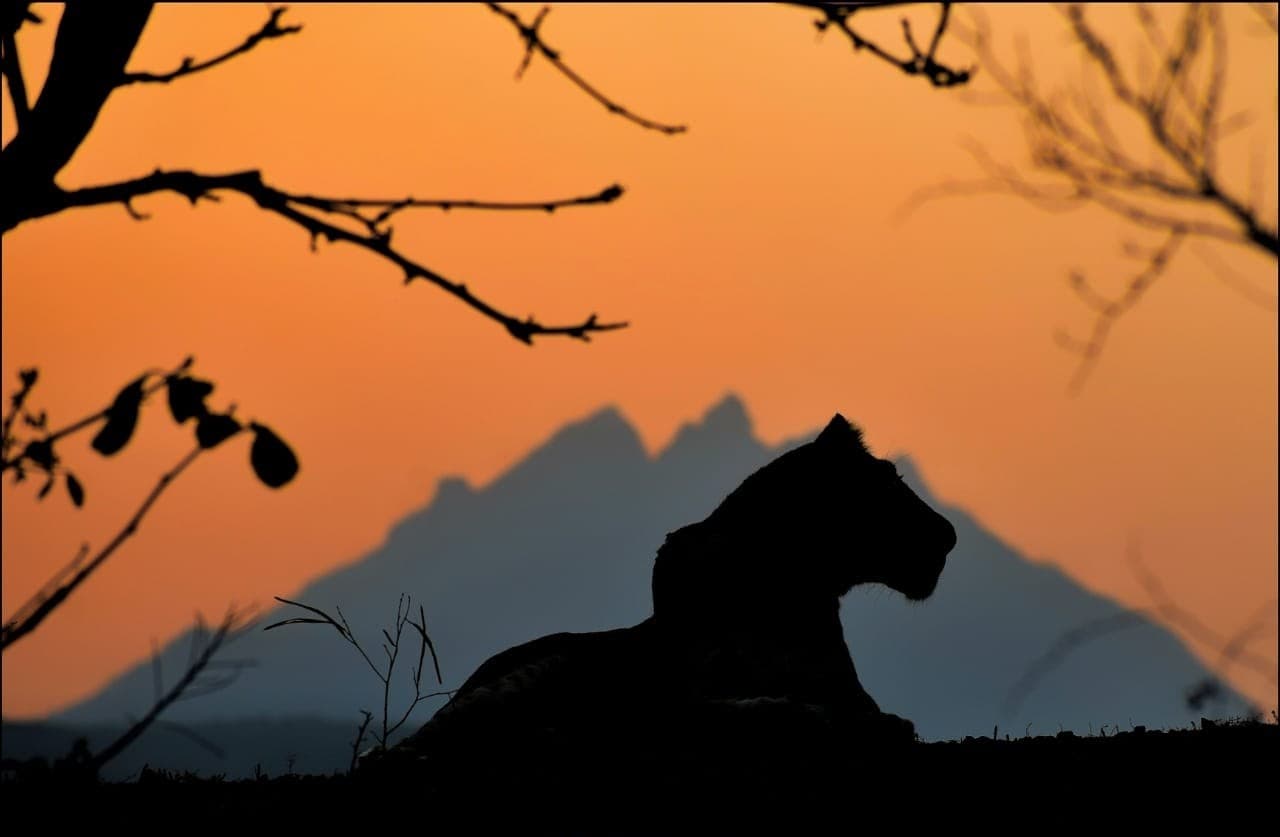 Girnar Nature Safari Gallery Image 2