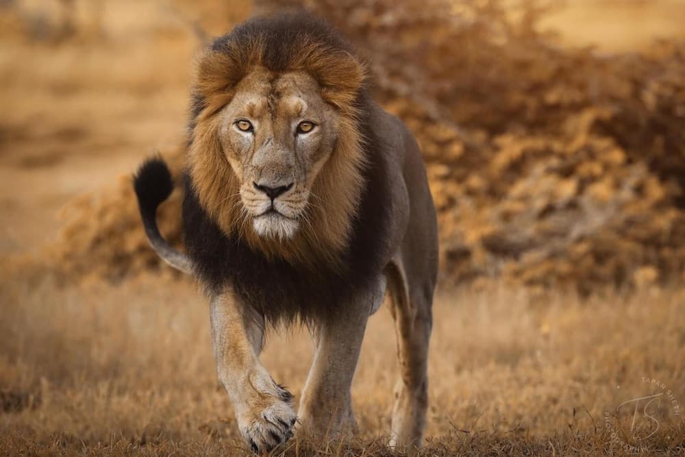The Postcard Gir Wildlife Sanctuary photo 2